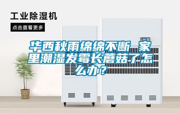 华西秋雨绵绵不断 家里潮湿发霉长蘑菇了怎么办？