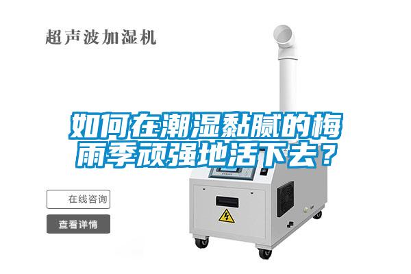 如何在潮湿黏腻的梅雨季顽强地活下去？