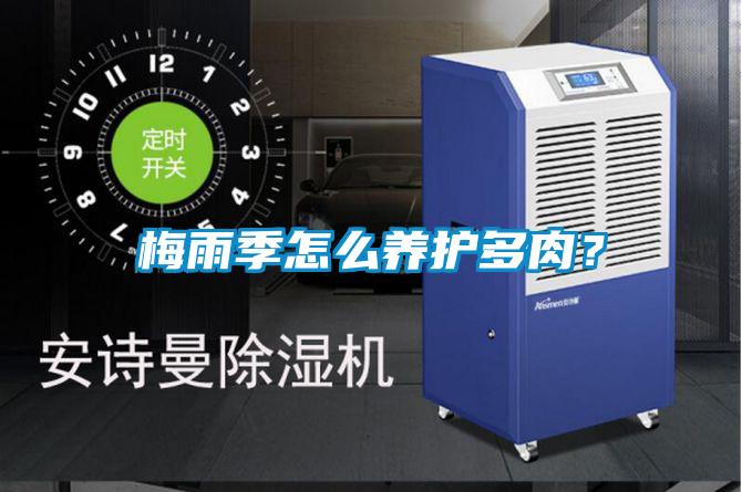 梅雨季怎么养护多肉？