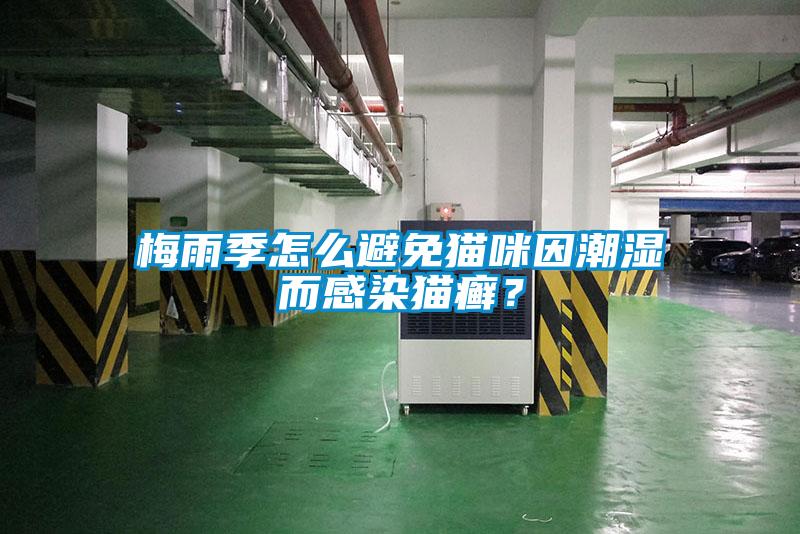 梅雨季怎么避免猫咪因潮湿而感染猫癣？