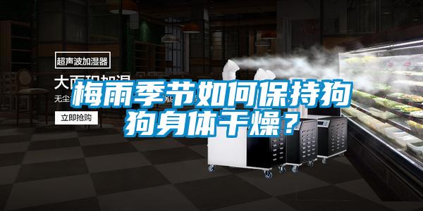 梅雨季节如何保持狗狗身体干燥？
