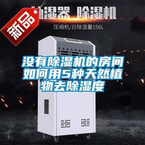 没有黄瓜视频下载污机的房间如何用5种天然植物去黄瓜视频下载污度