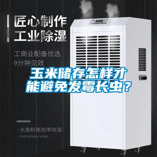 玉米储存怎样才能避免发霉长虫？