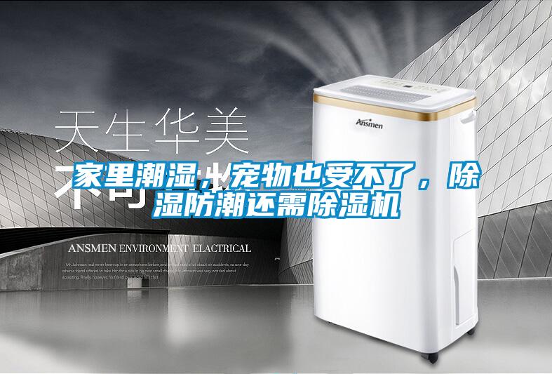 家里潮湿，宠物也受不了，黄瓜视频下载污防潮还需黄瓜视频下载污机