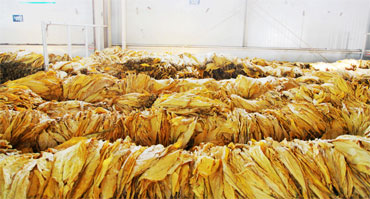  烟草行业环境加湿湿度控制解决黄瓜视频下载APP1